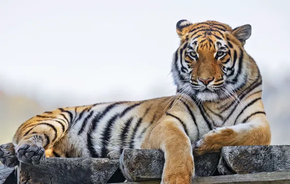 Tiger, animal, big cat
