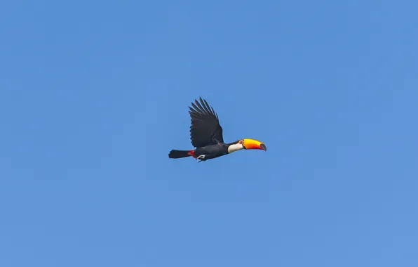 Картинка небо, птица, toucan