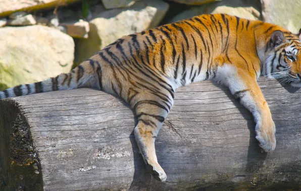Картинка тигр, животное, хищник, лежит, бревно, отдыхает