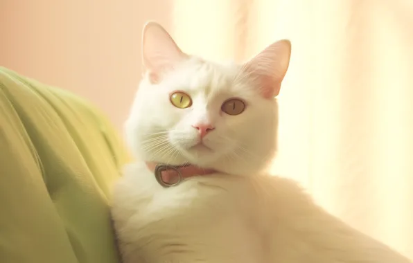 Кошка, белый, кот, взгляд, свет, поза, диван, портрет