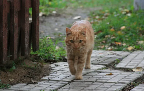 Картинка кот, взгляд, кошки, животное, деревня, рыжий, прогулка