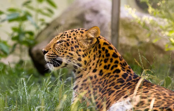 Картинка кошка, трава, леопард, амурский