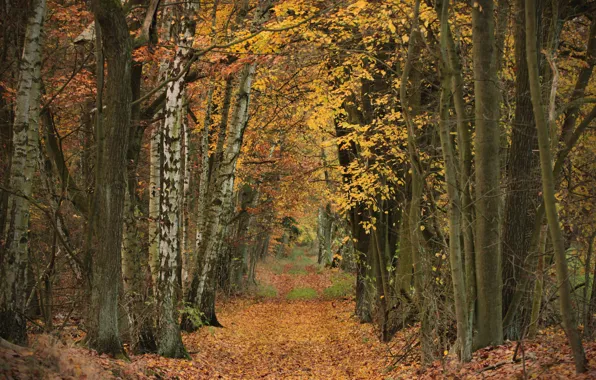 Дорога, осень, лес, листья, деревья, парк, аллея