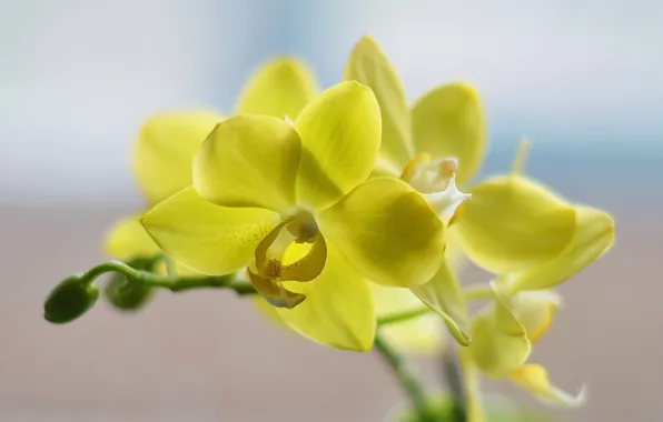 Цветы, орхидея, макро flowers природа