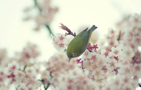 Картинка цветы, весна, Птица, цветение вишни