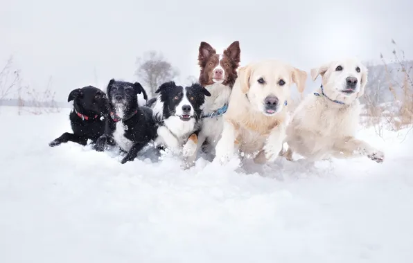 Собаки, снег, фото, бег, сугроб, разные, морды, порода