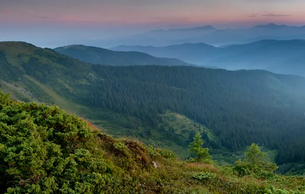 Лес, горы, панорама, Украина, Карпаты, Закарпатье