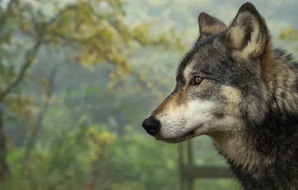 Картинка осень, морда, природа, серый, фон, волк, портрет, профиль
