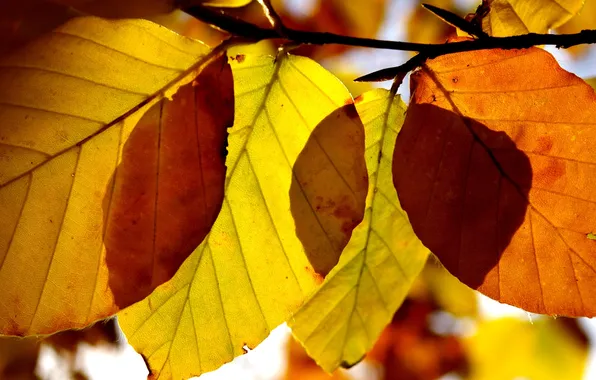 Осень, листья, макро, осенние обои