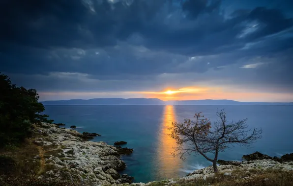 Море, небо, закат, дерево, побережье, Хорватия, Istria, Croatia