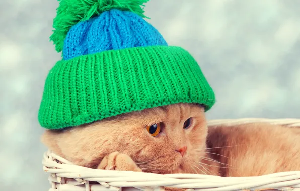 Картинка кошка, кот, корзина, шапка