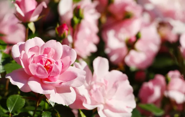 Rose, flower, garden, blooming
