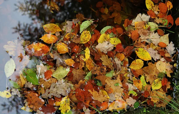 Осень, листья, обои, wallpaper, wallpapers, красивые обои, листья в воде