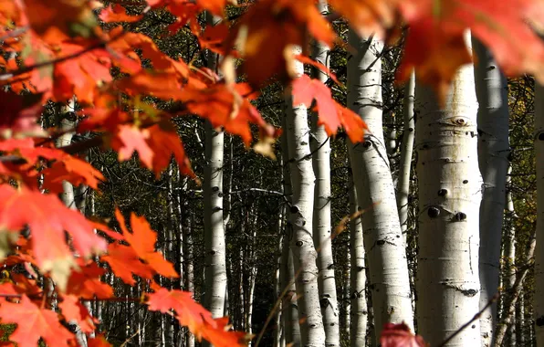 Осень, лес, листья, Колорадо, США, роща, осина, багрянец