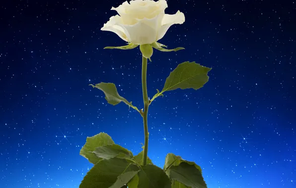 Rose, white, flower, starry sky