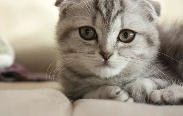 Картинка кошка, кот, серый, мордочка, лежа