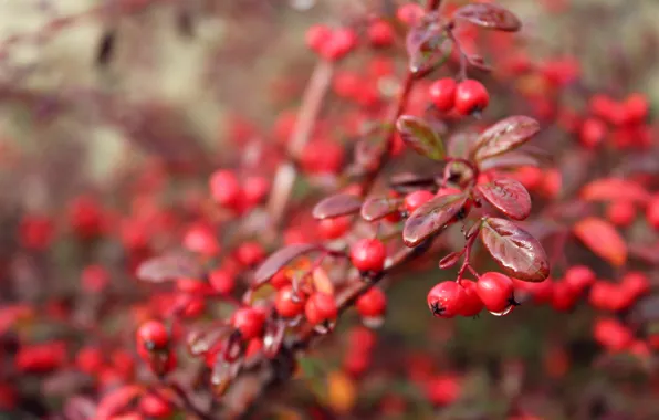 Осень, капли, макро, ягоды, дождь, berry, rain, macro