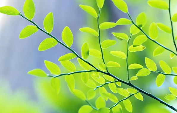 Картинка листья, зеленый, Ветка
