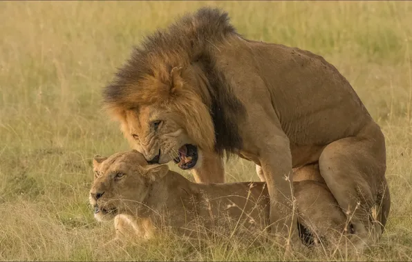 Кошки, эмоции, лев, двое, львица, animals, lion, two