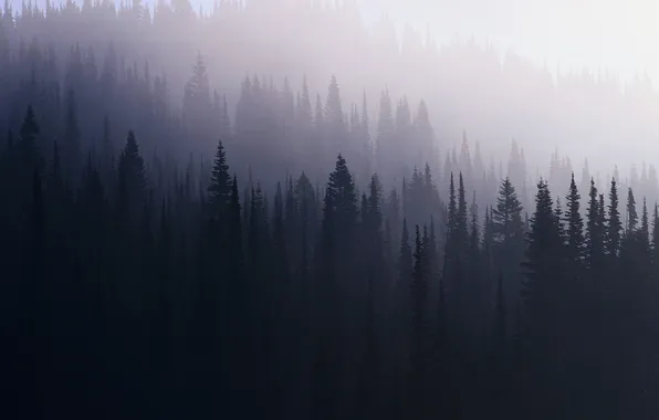 Картинка лес, туман, ель