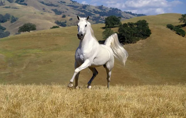 Картинка трава, горы, Лошадь, белоя