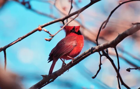 Небо, ветки, птица, красный кардинал, виргинский кардинал, Cardinalis