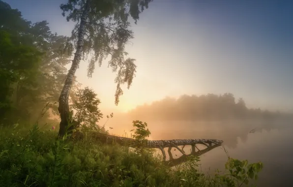 Туман, река, утро, береза
