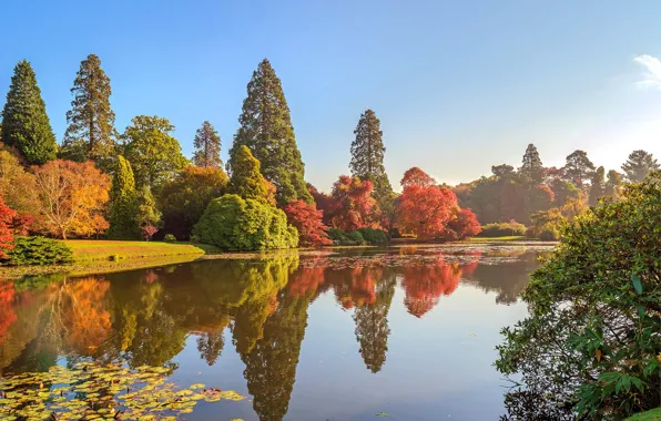Осень, солнце, деревья, река, England, Sheffield Park