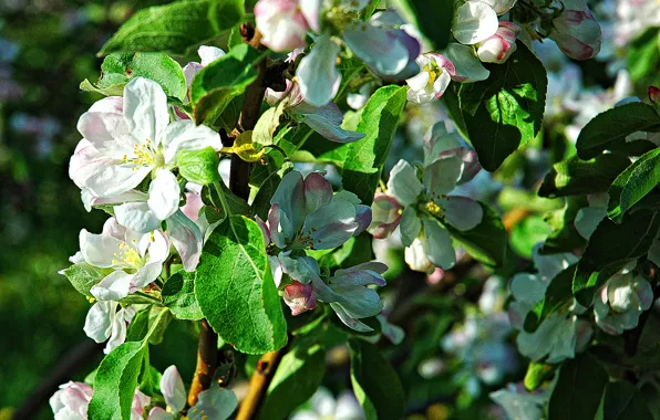 Весна, яблоня, цветение, trees, Flowering
