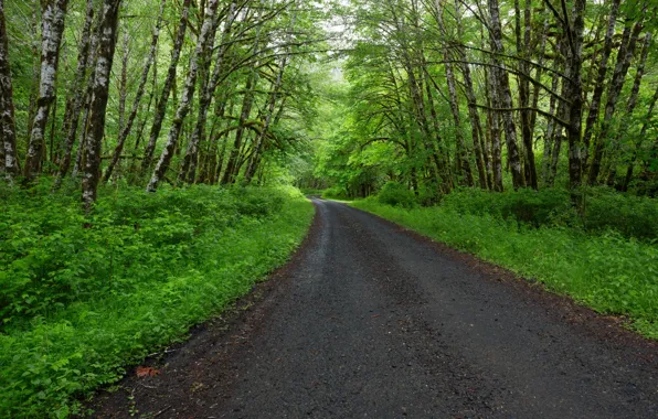 Forest, road, trees, nature, spring, birch, foliage