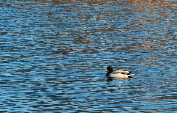 Water, lake, pond, ducs