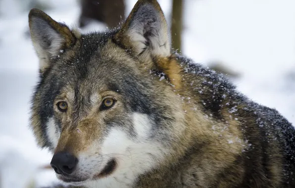 Картинка nature, snow, predator, face, animal, wolf, wildlife, portrait