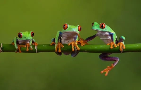 Макро, природа, лягушка, стебель, лягушки, три, трио, модели