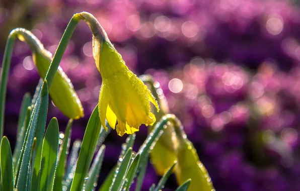 Капли, макро, цветы, природа