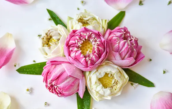 Картинка цветы, розовый, лепестки, лотос, бутоны, pink, flowers, lotus