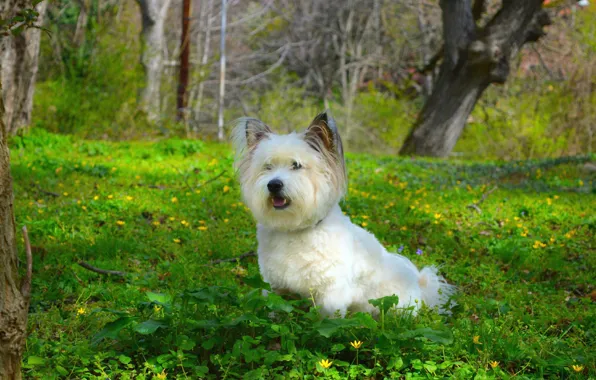 Трава, Собачка, Dog, Grass, Вест-хайленд-уайт-терьер