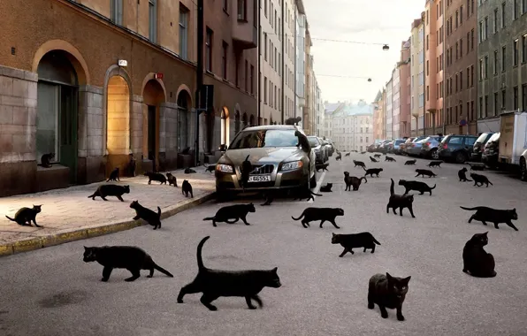 Картинка машина, кошки, город, чёрные