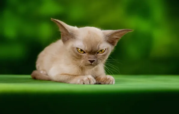 Кошка, взгляд, поза, котенок, мордашка, гремлин, ориентал, ориентальная кошка
