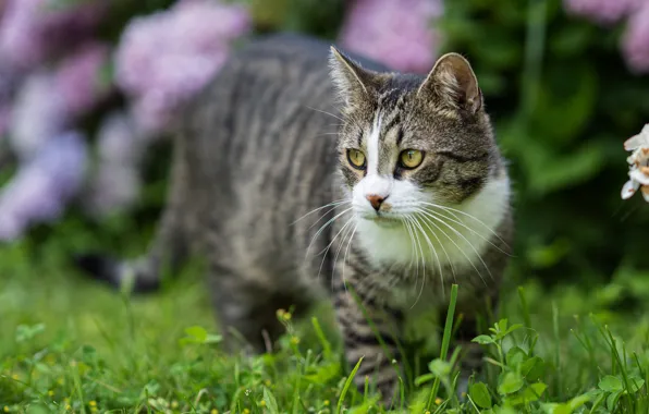 Кошка, лето, кот, взгляд, морда, цветы, поза, сад