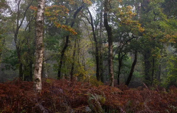 Картинка лес, деревья, природа, папоротники, Великобритания, Great Britain, Savernake Forest, Christina Marsh