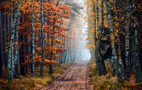 Картинка дорога, осень, лес, деревья, туман, березы, роща