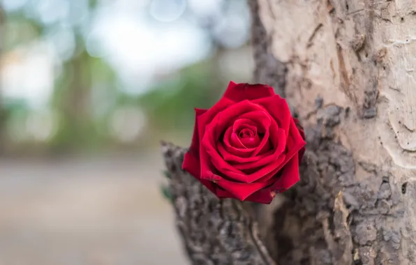 Картинка цветок, дерево, розы, бутон, red, rose, красная роза, flower
