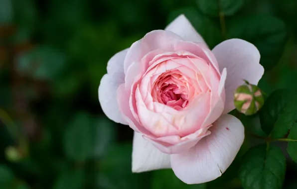 Картинка листья, цветы, зеленый, фон, розы, лепестки, сад, розовые