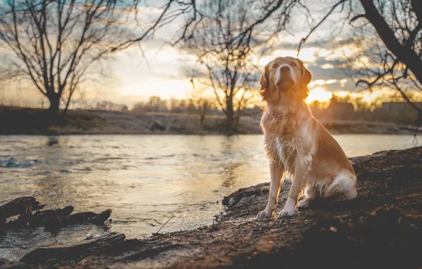 Картинка свет, река, собака