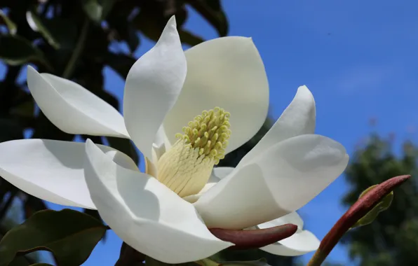 Картинка цветок, небо, макро, фон, тычинки, белые лепестки, магнолия, Magnolia Grandiflora