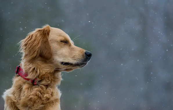 Взгляд, друг, собака