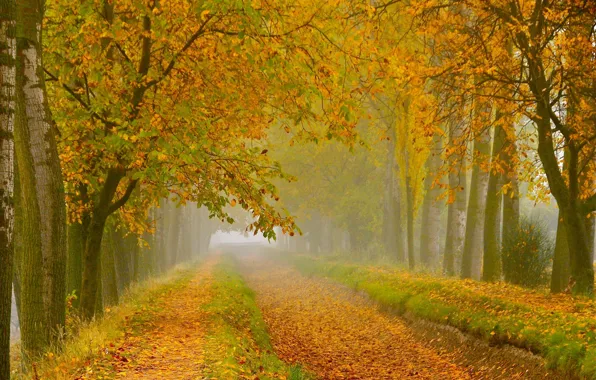 Дорога, осень, лес, листья, деревья, ветки, природа, туман