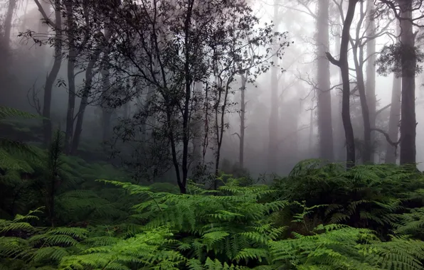 Лес, деревья, туман, папоротник