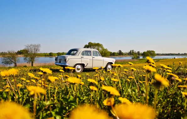 Лето, одуванчик, ussr, 407, moskvich