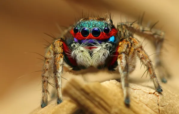 Картинка макро, паук, насекомое, Colorful Jumping Spider
